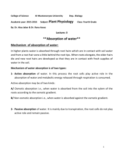 A/Passive absorption of mineral salts