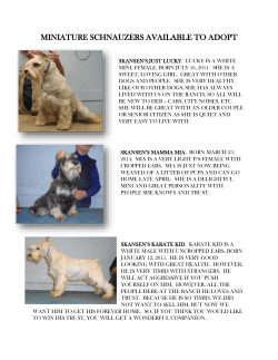 miniature schnauzers available to adopt