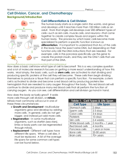 Cell Division/Mitosis Activity