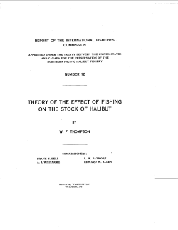theory of the effect of fishing on the stock of halibut