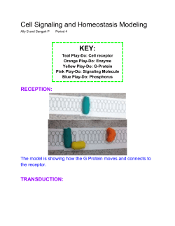 Cell Signaling and Homeostasis Modeling