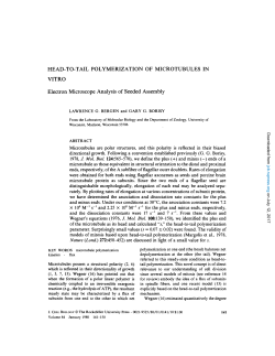 HEAD-TO-TAIL POLYMERIZATION OF MICROTUBULES IN VITRO