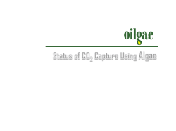 Status of CO2 Capture Using Algae