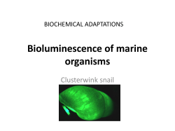 Bioluminescence of marine organisms
