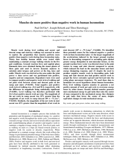 Muscles do more positive than negative work in human locomotion