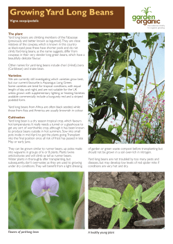 Growing Yard Long Beans