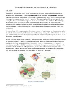 Photosynthesis: Intro, the Light reactions and the Calvin Cycle The