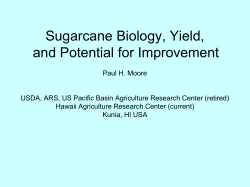 Sugarcane Biology, Yield, and Potential for Improvement