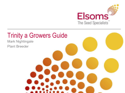 SWO 5091A - Elsoms Seeds