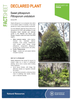 Sweet pittosporum is an evergreen tree native to the eastern states