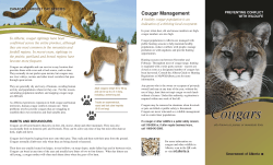 Preventing Conflict with Wildlife-Cougars