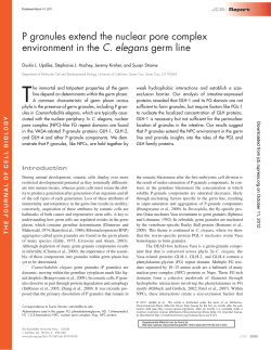 P granules extend the nuclear pore complex