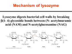 Mechanism of lysozyme