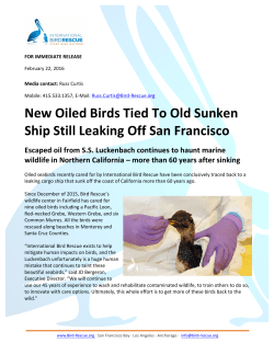 New Oiled Birds Tied To Old Sunken Ship Still Leaking Off San