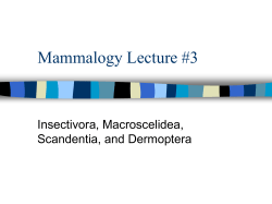 Mammalogy Lecture #3