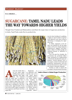 Sugarcane: Tamil nadu leadS The way TowardS higher yieldS