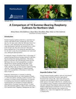A Comparison of 16 Summer-Bearing Raspberry Cultivars for