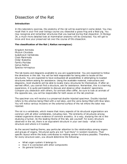 Dissection of the Rat