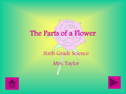 The Life Cycle of a Flowering Plant