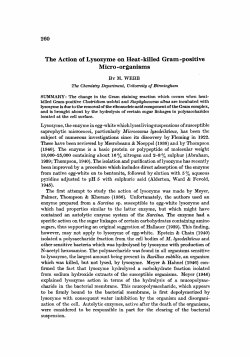 The Action of Lysozyme on Heat-killed Gram-positive
