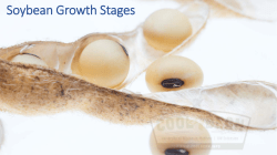 Soybean Growth Stages