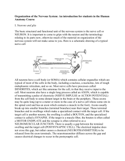 Organization of the Nervous System