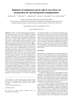Depletion of endogenous germ cells in tree shrews in preparation