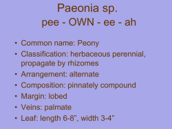 Paeonia sp. pee - OWN - ee