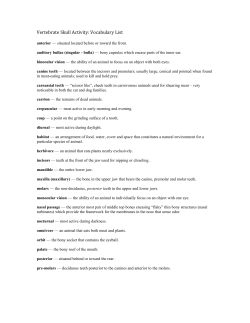 Skull Worksheet