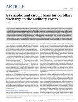 A synaptic and circuit basis for corollary discharge in the auditory