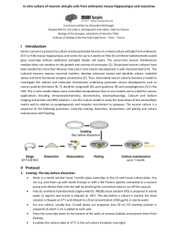 Culture of dissociated mouse hippocampus and cortex