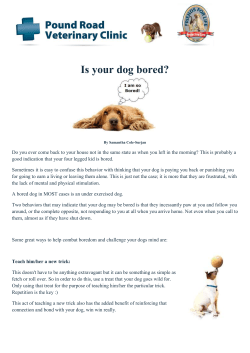 Is your dog Bored - Pound Road Veterinary Clinic
