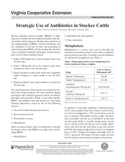Strategic Use of Antibiotics in Stocker Cattle