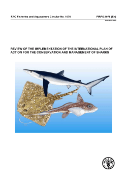 Review of the Implementation of the International Plan of Action for