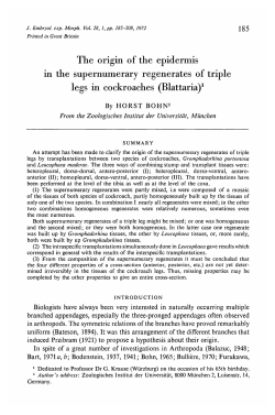 The origin of the epidermis in the supernumerary