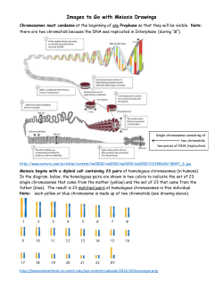 Images to Go with Meiosis Drawings