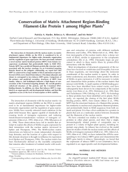 Conservation of Matrix Attachment Region