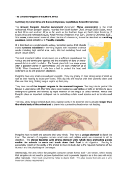 Ground Pangolin fact sheet