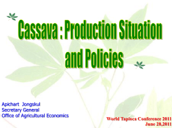 CASSAVA PRODUCT IN THAILAND