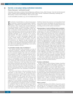 Survivin: a new player during erythroblast maturation