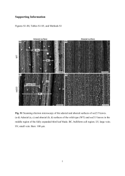 Supporting Information Figures S1-S8, Tables S1