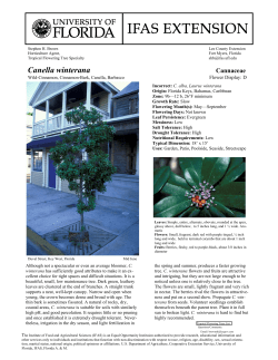 Cinnamon-Bark Tree - Lee County Extension