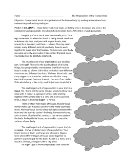 Organization of the Human Body