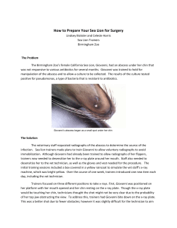 How To Prepare Your Sea Lion For Surgery