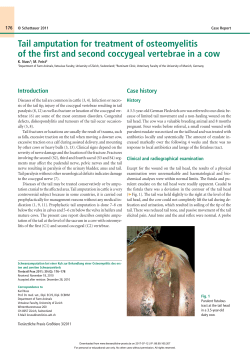 Tail amputation for treatment of osteomyelitis of the first and second