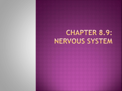 Chapter 8.9: Nervous system