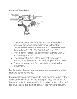 Thoracic Vertebrae