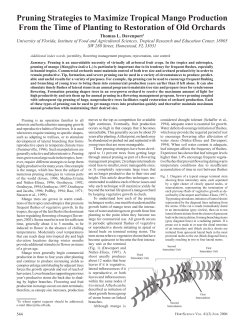 Pruning Strategies to Maximize Tropical Mango