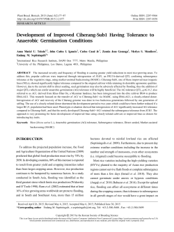 Development of Improved Ciherang