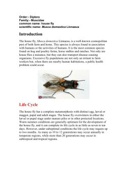 Adult